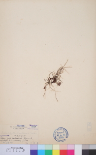 Specimen thumbnail